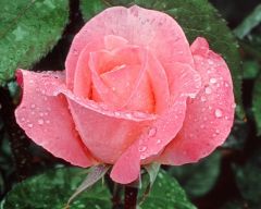 Tapeta Nature Flowers 601.jpg